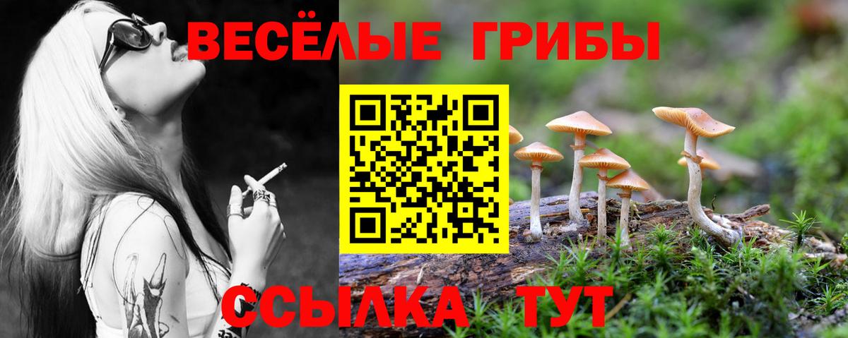 Галлюциногенные грибы Psilocybe Нефтекамск